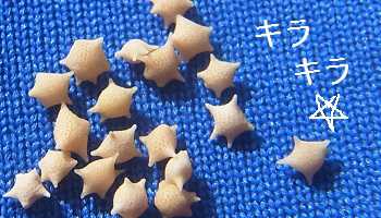 沖縄本島で星の砂さがし